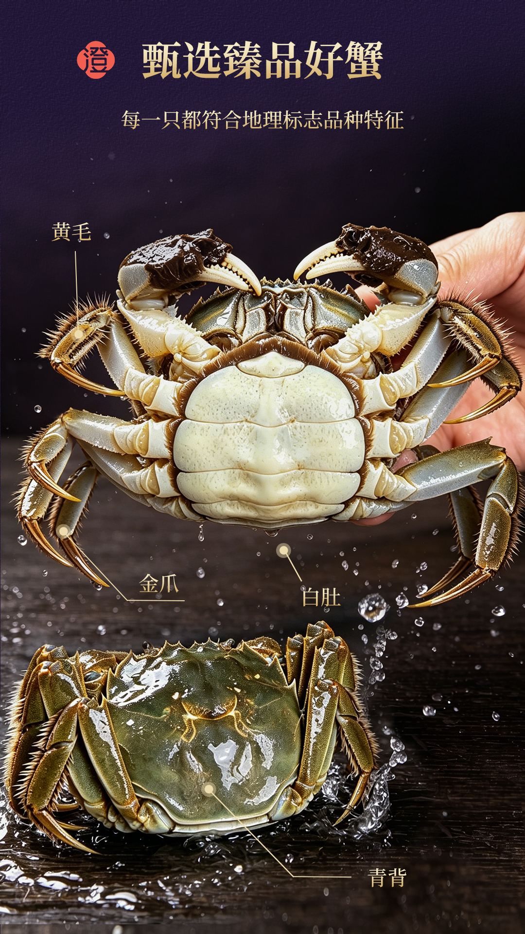 甄选臻品好蟹 青背 白肚 金爪 黄毛